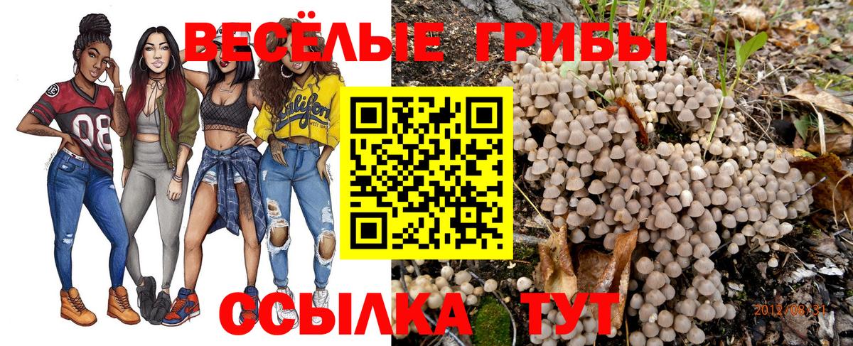 Галлюциногенные грибы Psilocybine cubensis Обнинск